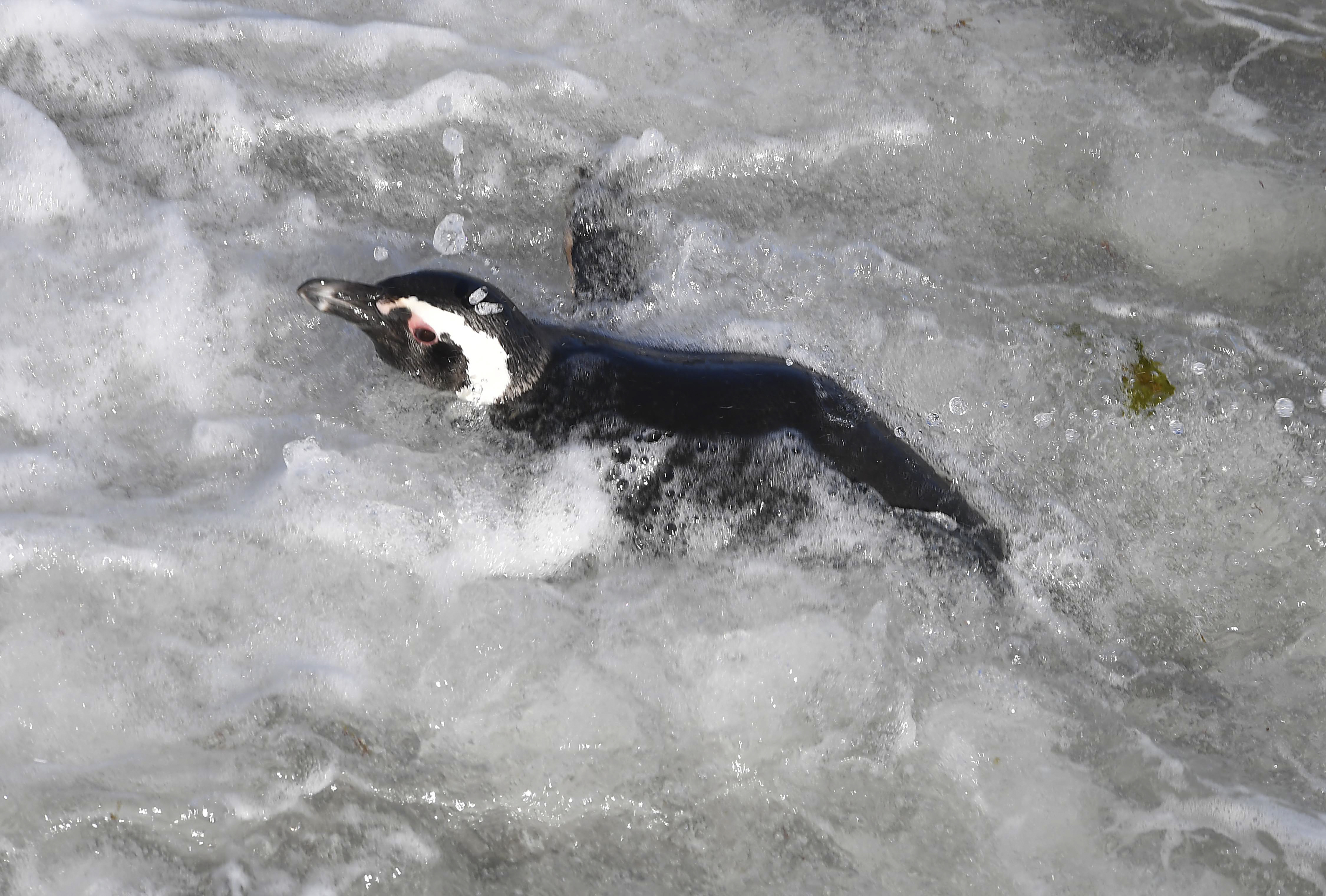 Magellanic penguin mating season begins in Argentina