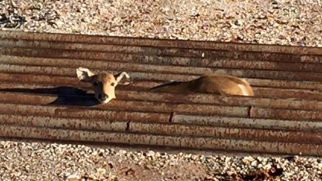 Story behind the photo: How a trapped fawn was rescued