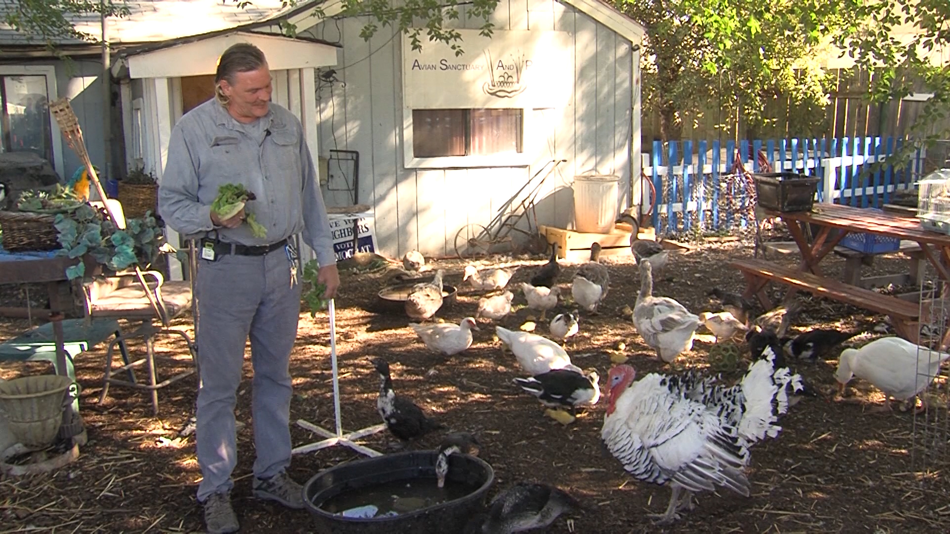 Nestled in a neighborhood in West Valley is a place you'd never expect: a spot where injured and homeless birds can find refuge. (KSL TV)