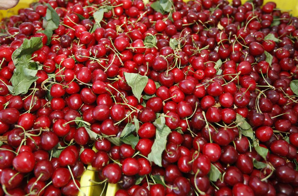 Cherries from Tony's Produce in Santaquin are seen on Wednesday, July 8, 2009. The Agriculture Toolbox released Thursday by Envision Utah says Utah County farmland is worth saving; it's the No. 1 agriculture-producing county in the state, bringing in cash receipts of $245 million a year. It is first in berry production and is the state's premier growing location for raspberries, sweet and tart cherries, pears and apples. (Photo: Deseret News Archives)