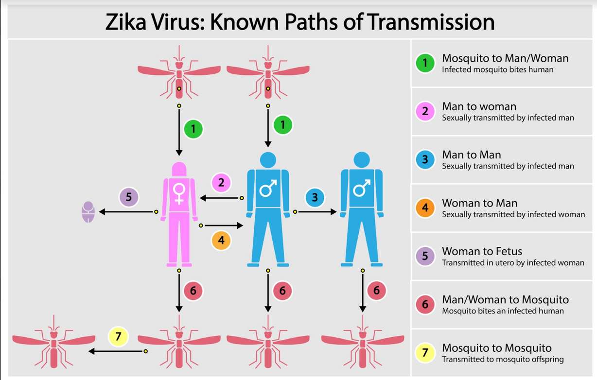 7 ways Zika can spread