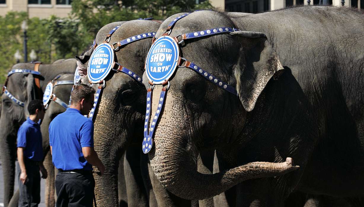 Trainers line the elephants up after the 138th Annual Ringling Bros. and Barnum & Bailey Circus Elephant Walk and Parade through The Gateway and back to the Energy Solutions Arena in Salt Lake City on Wednesday, September 24, 2008. (Photo: Courtney Sargent, Deseret News, File)