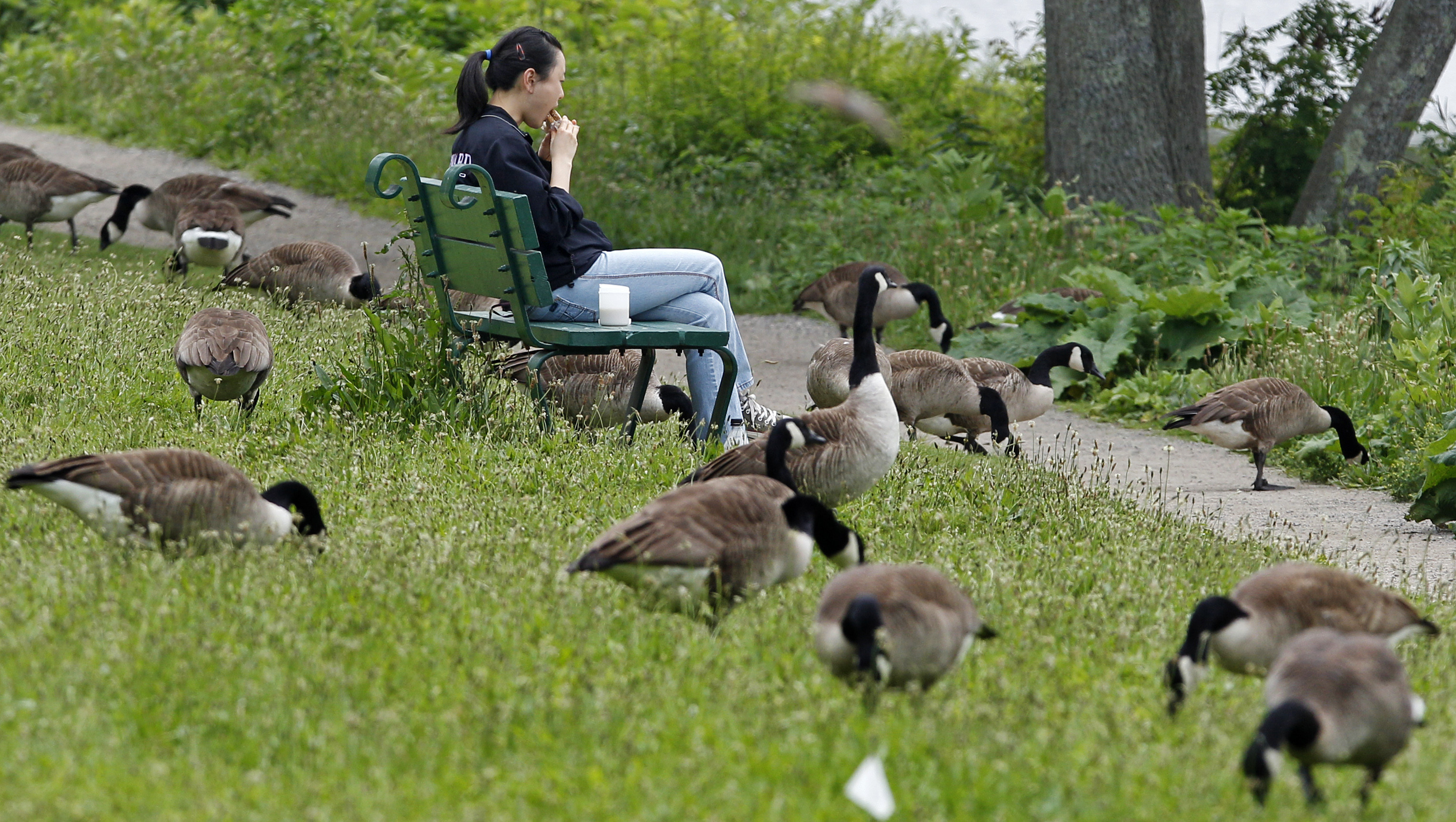 US cities increasingly dealing with messy goose poop problem