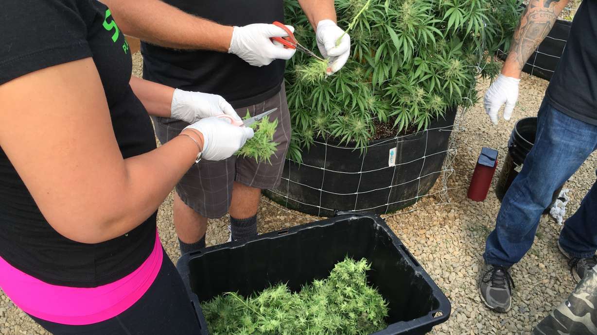 Recreational pot shops licensed in Oregon, now set to open