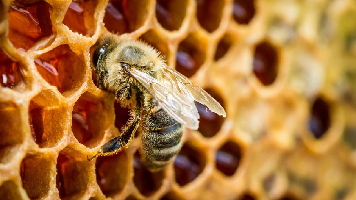 Bees placed on endangered species list — a first in the US
