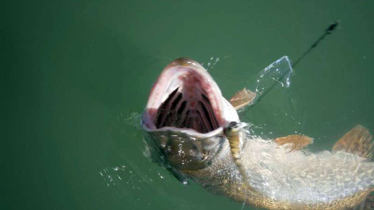 Using corn as bait, year-round fishing at Utah Lake tributaries approved for 2017