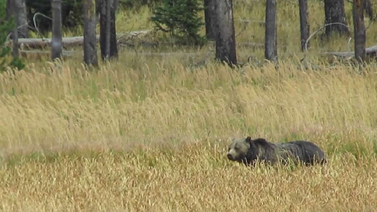 Utah bear expert weighs in after Montana man's grizzly attack goes viral