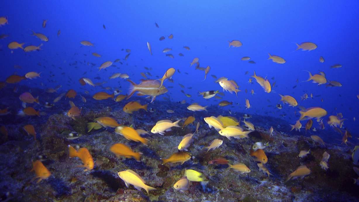 Researchers find abundant life in Hawaii's twilight zone