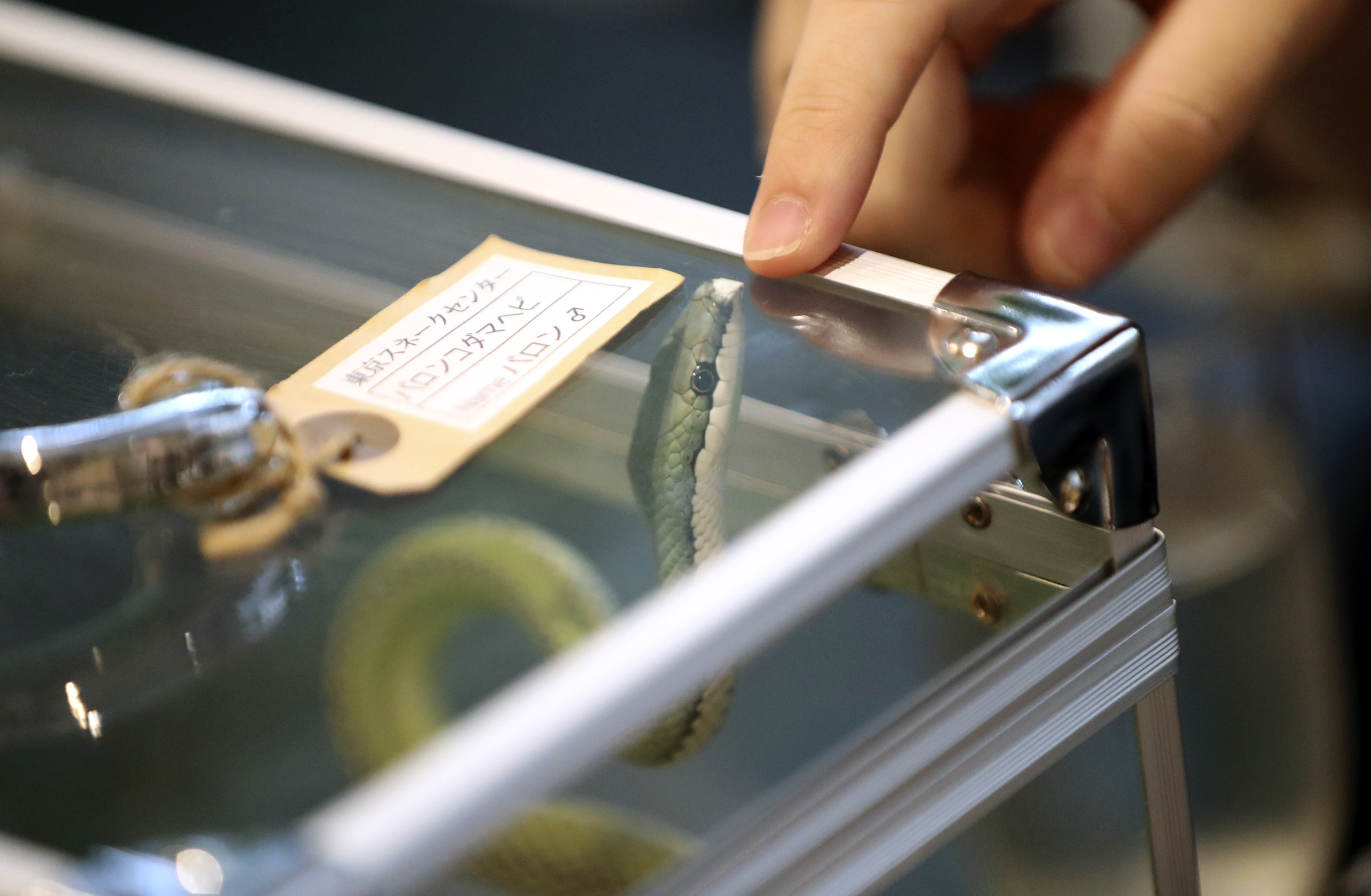 A bit wild: Asian animal cafes go from mere cats to meerkats