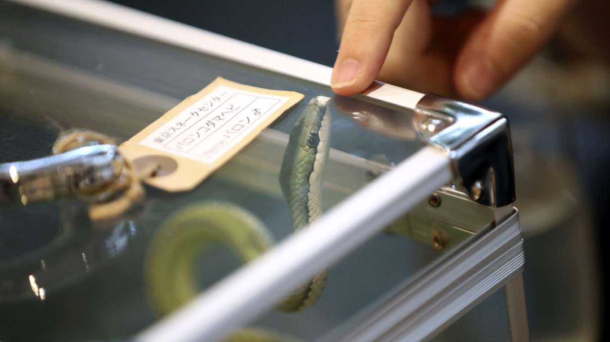 A bit wild: Asian animal cafes go from mere cats to meerkats