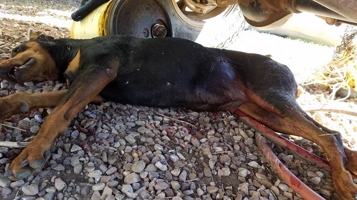 Family Doberman shot, killed in Uintah County
