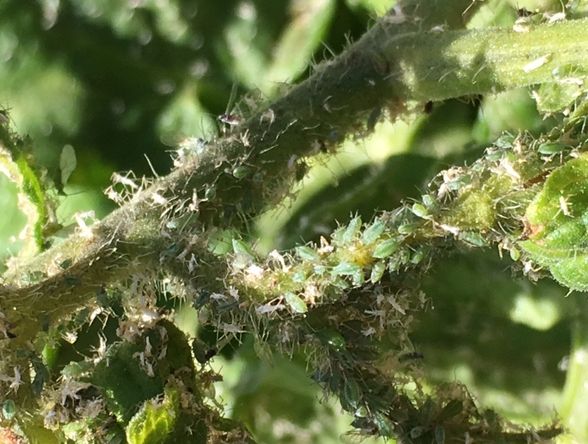 Swarms of aphids plague Utah County