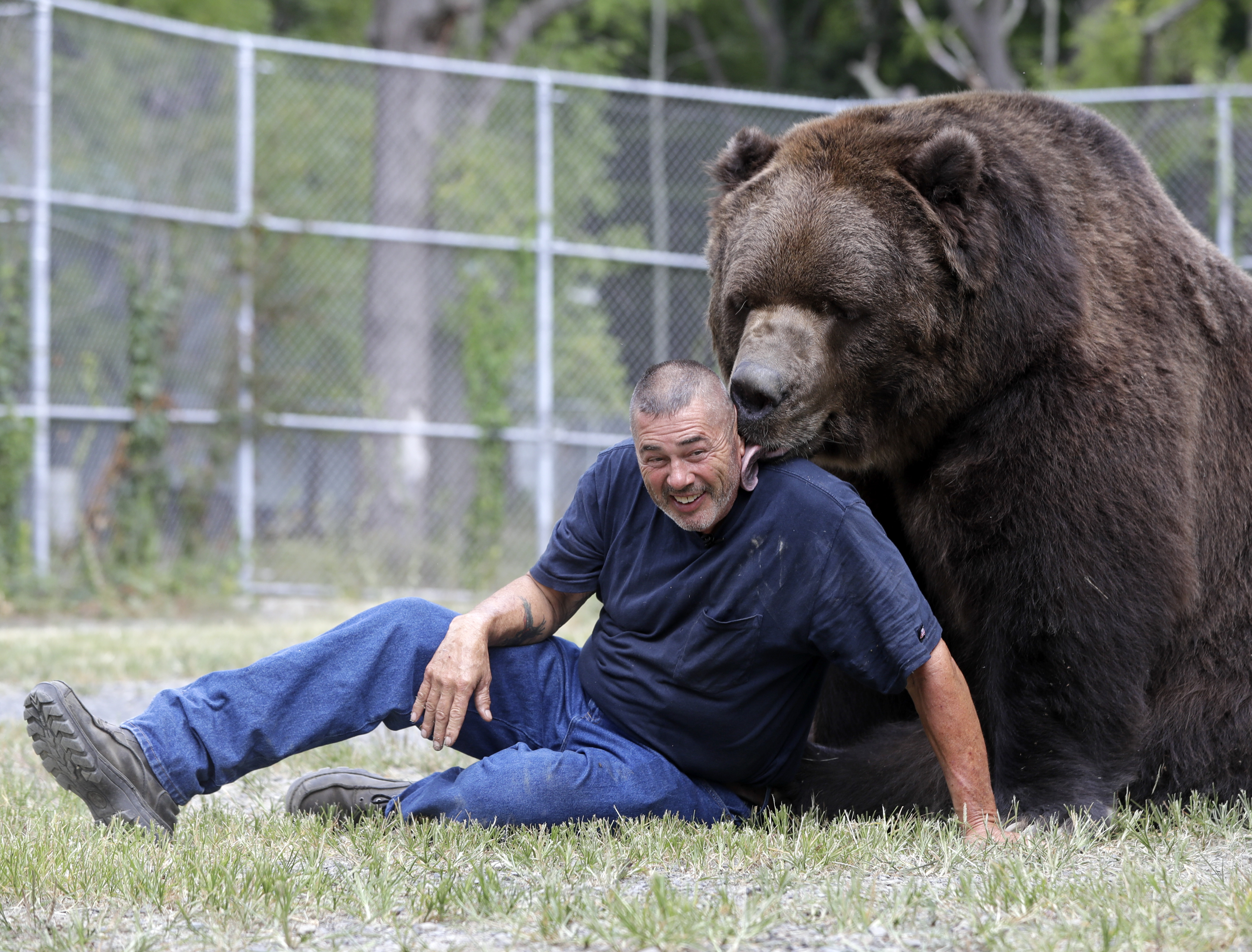 Bear with him: Man grabs attention for hugging big bears