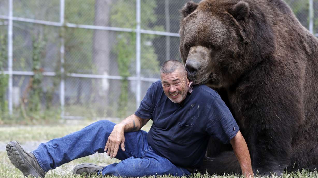 Bear with him: Man grabs attention for hugging big bears