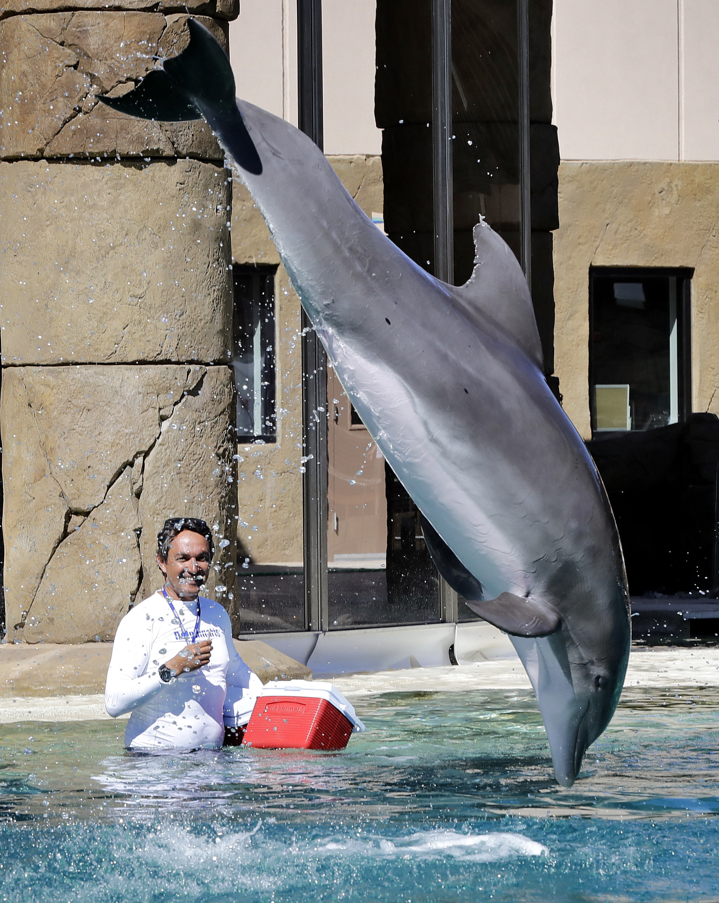As marine parks scale back, dolphin exhibit opens in Arizona