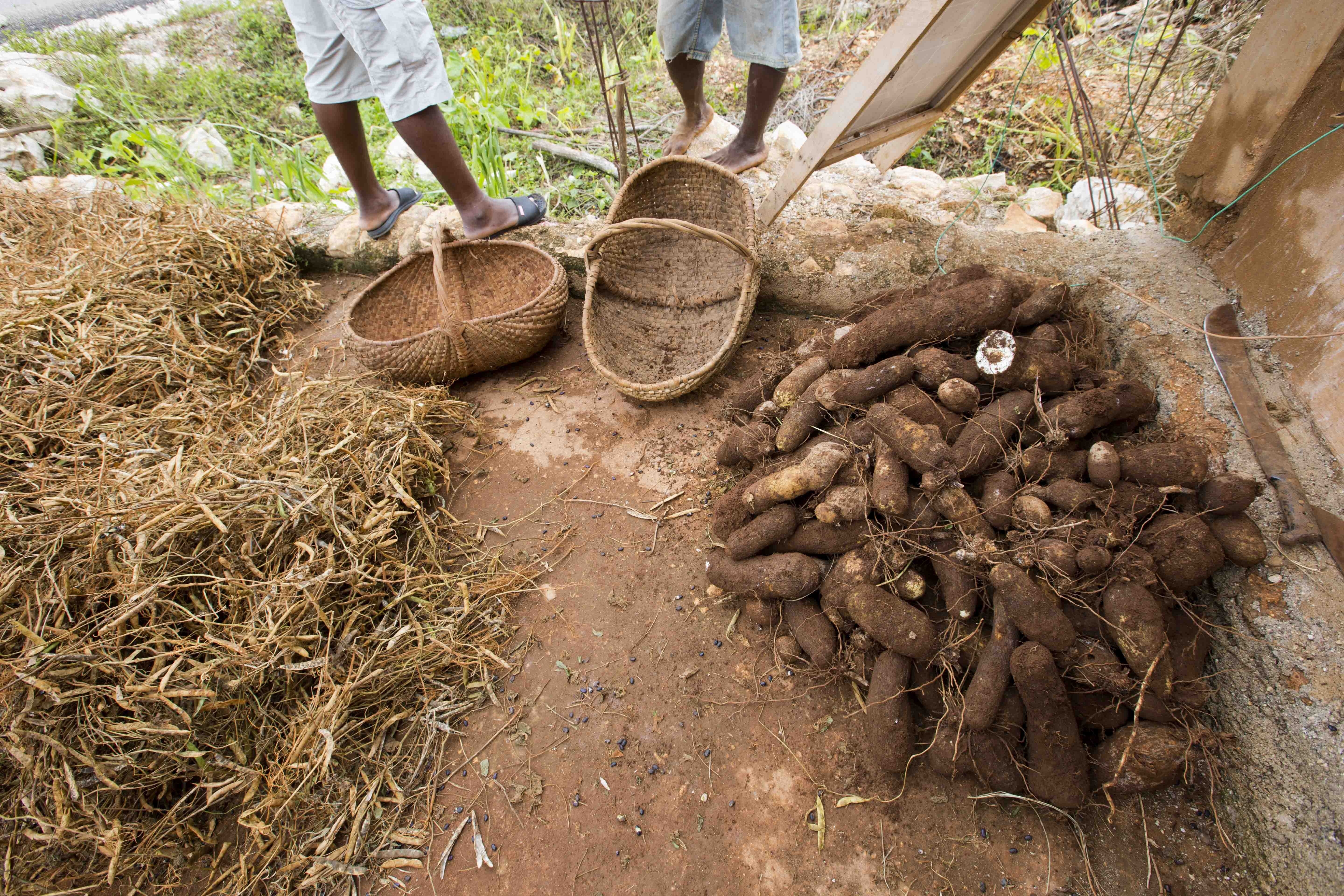 A decade of crop loss from Hurricane Matthew in Haiti