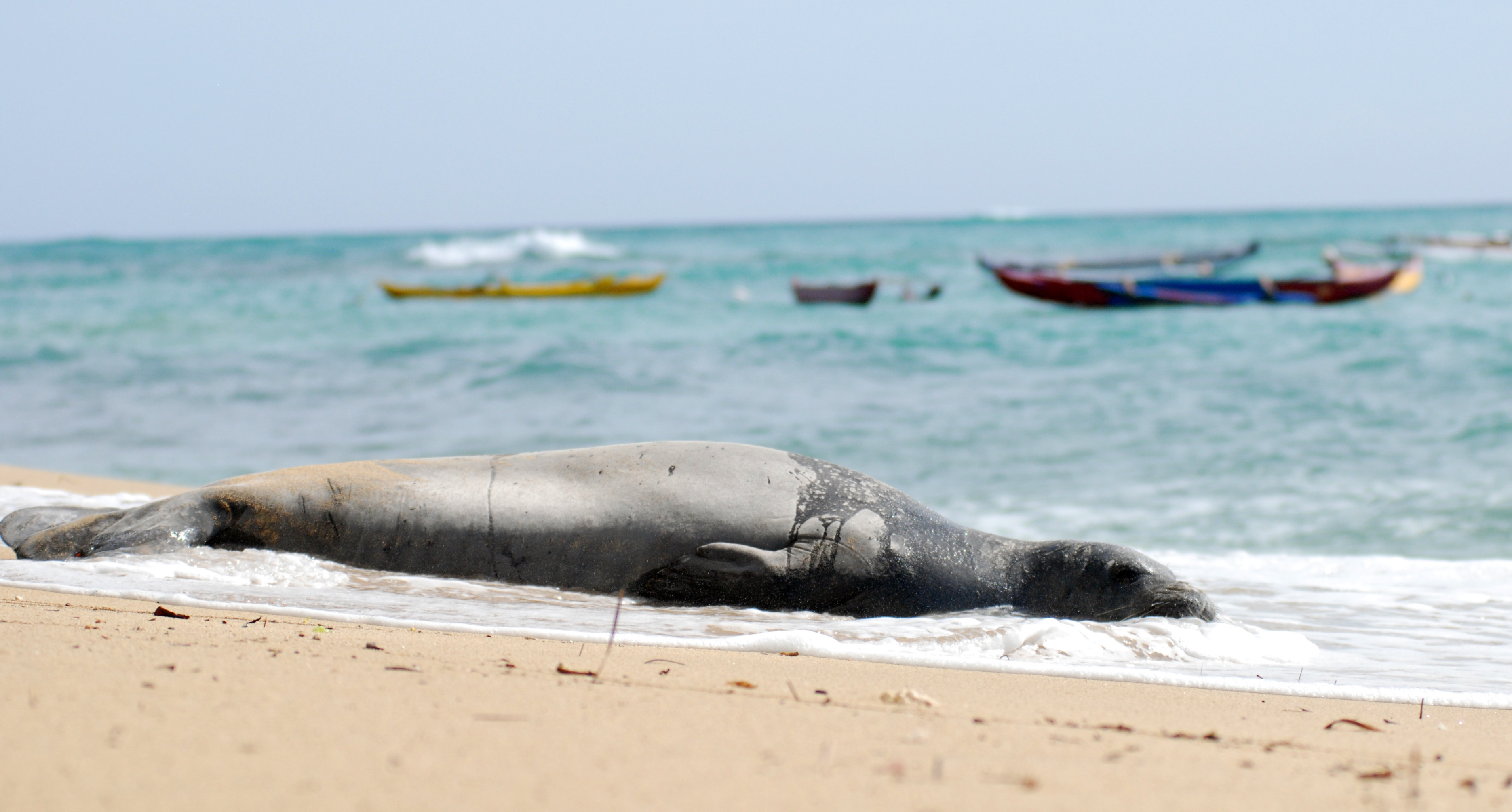 A Hawaiian monk seal, an endangered species, lies on a Waikiki beach in Honolulu on Thursday, September 15, 2016. Conservationists are concerned about the number of feral cats roaming Hawaii because cat feces washing into the ocean can spread toxoplasmosis, which can be deadly for the seals. (AP Photo/Audrey McAvoy)