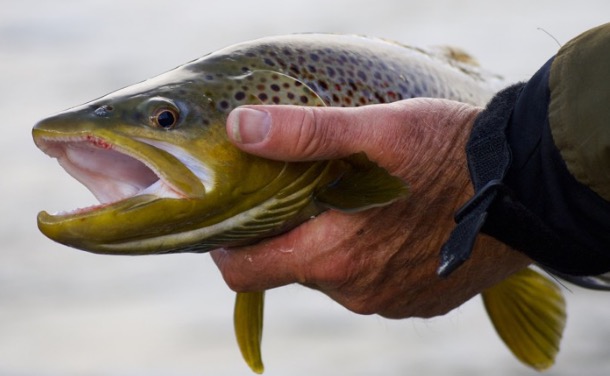 4 reasons to fish the Green River in fall