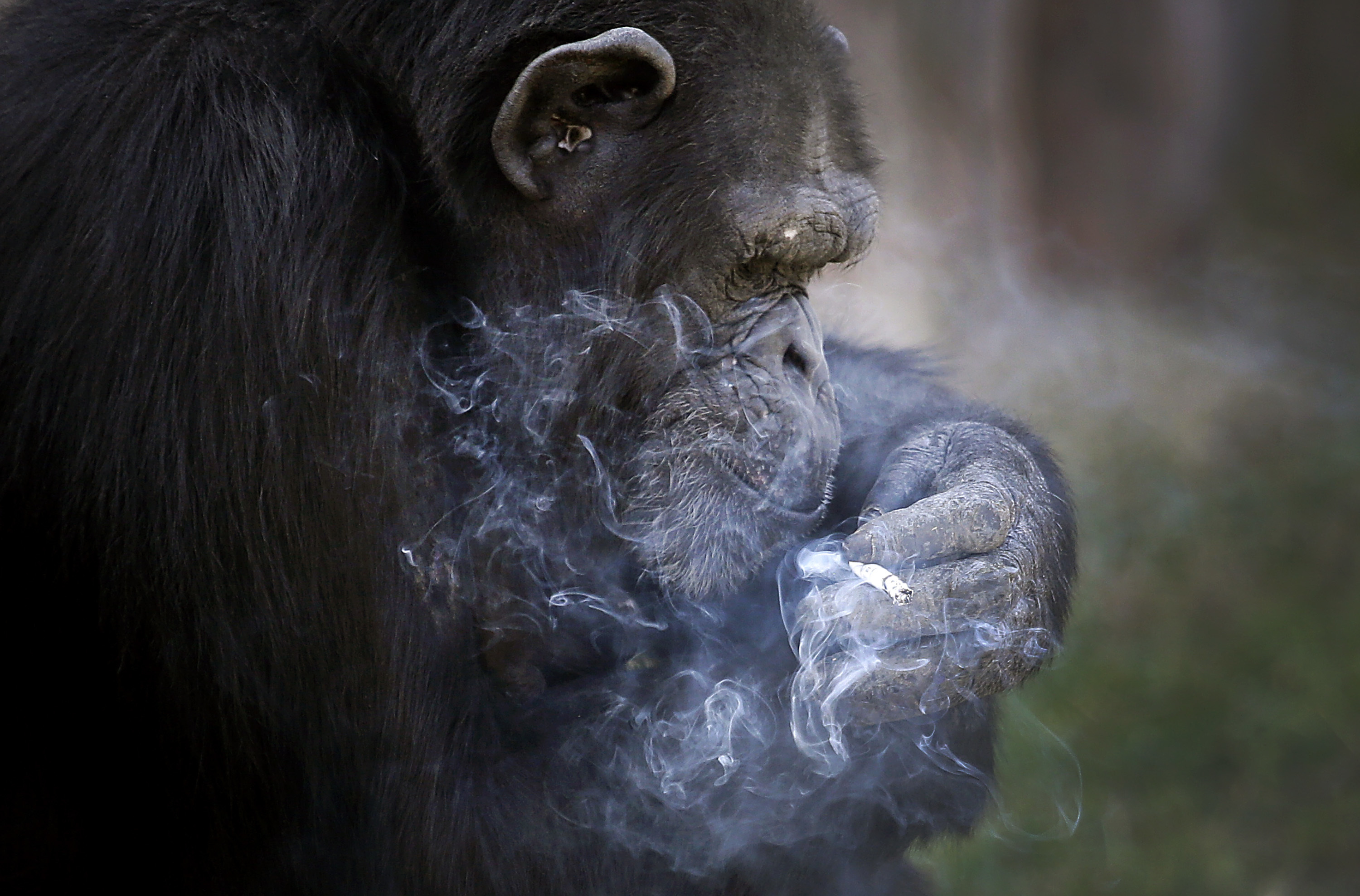 Meet Azalea the smoking chimp, new star at Pyongyang zoo
