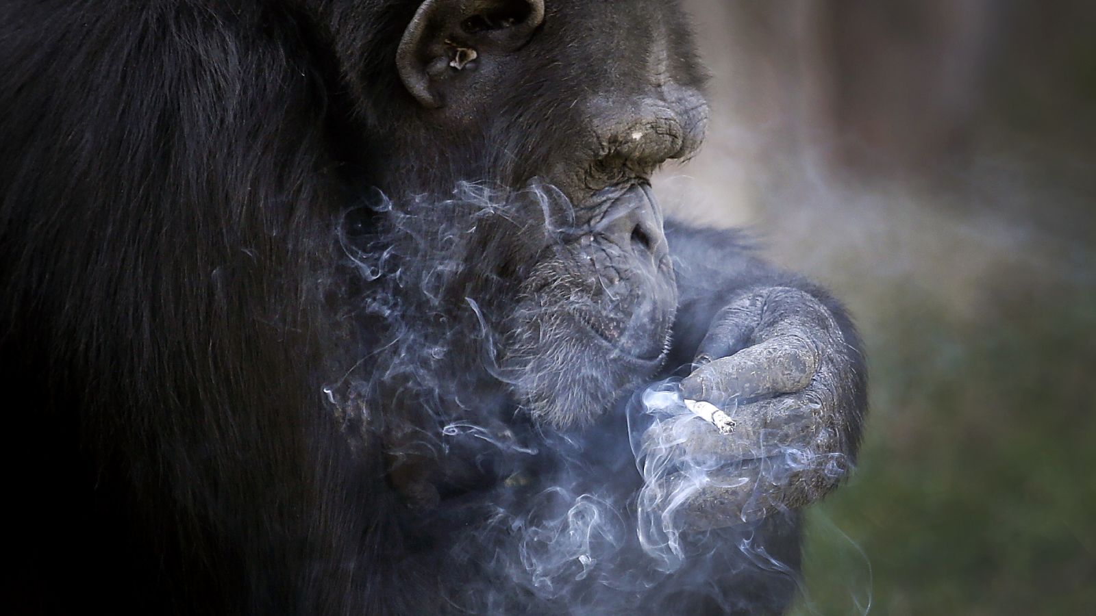 chimp smoking a cigarette 510+ Monkey Stock Photos, Pictures & Royalty-Free Images Monkey sitting on a tree