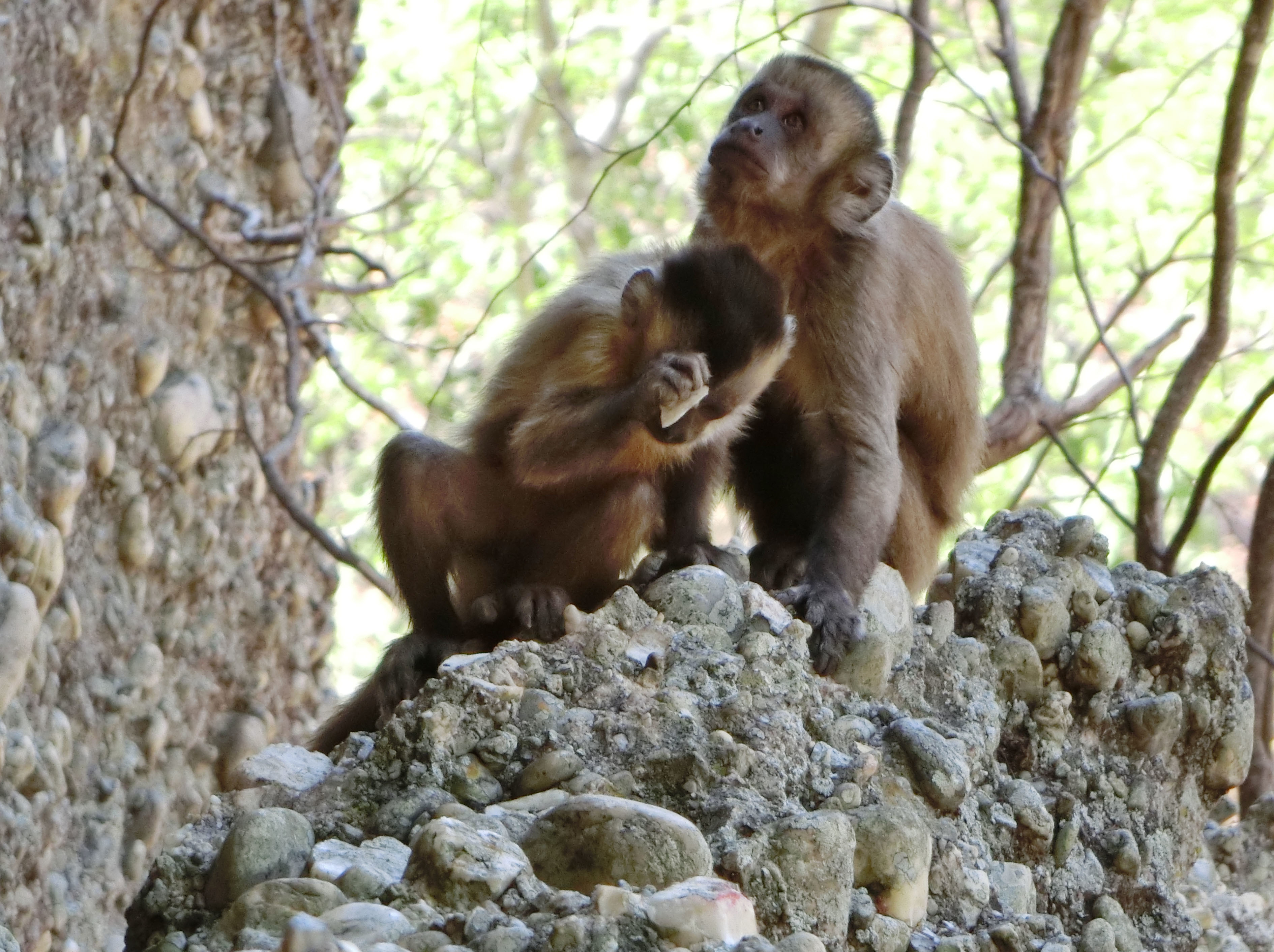 Rock-smashing monkeys make flakes like early stone tools
