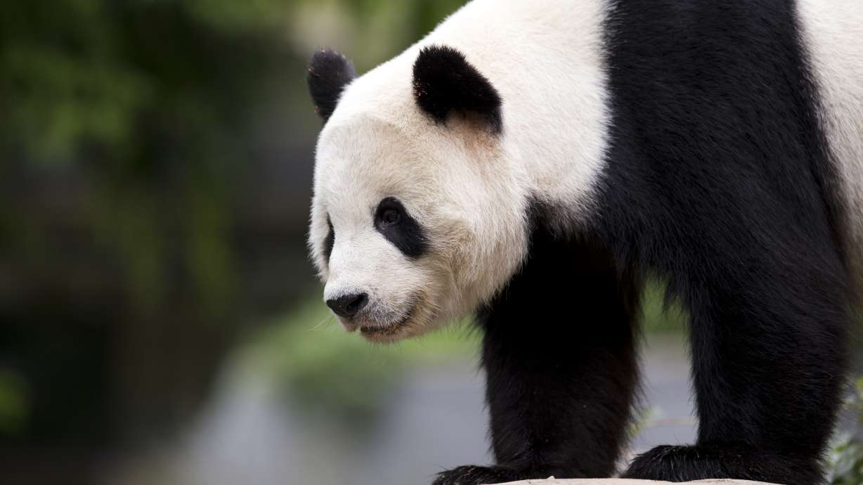 Bye, Bao Bao! Later, Mei Lun and Mei Huan! Pandas leaving US