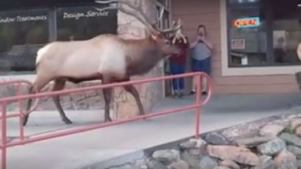 Viral video shows bugling elk approach shoppers in Colorado