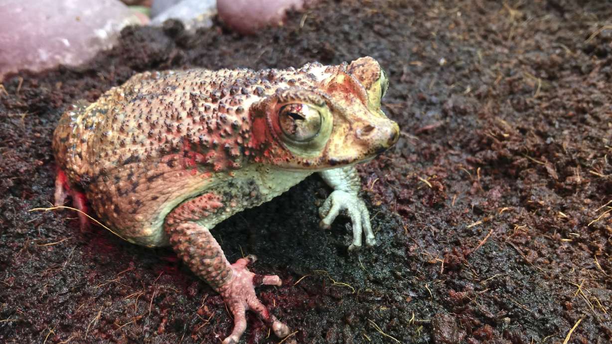 Soaring species: Endangered baby toads fly to Puerto Rico