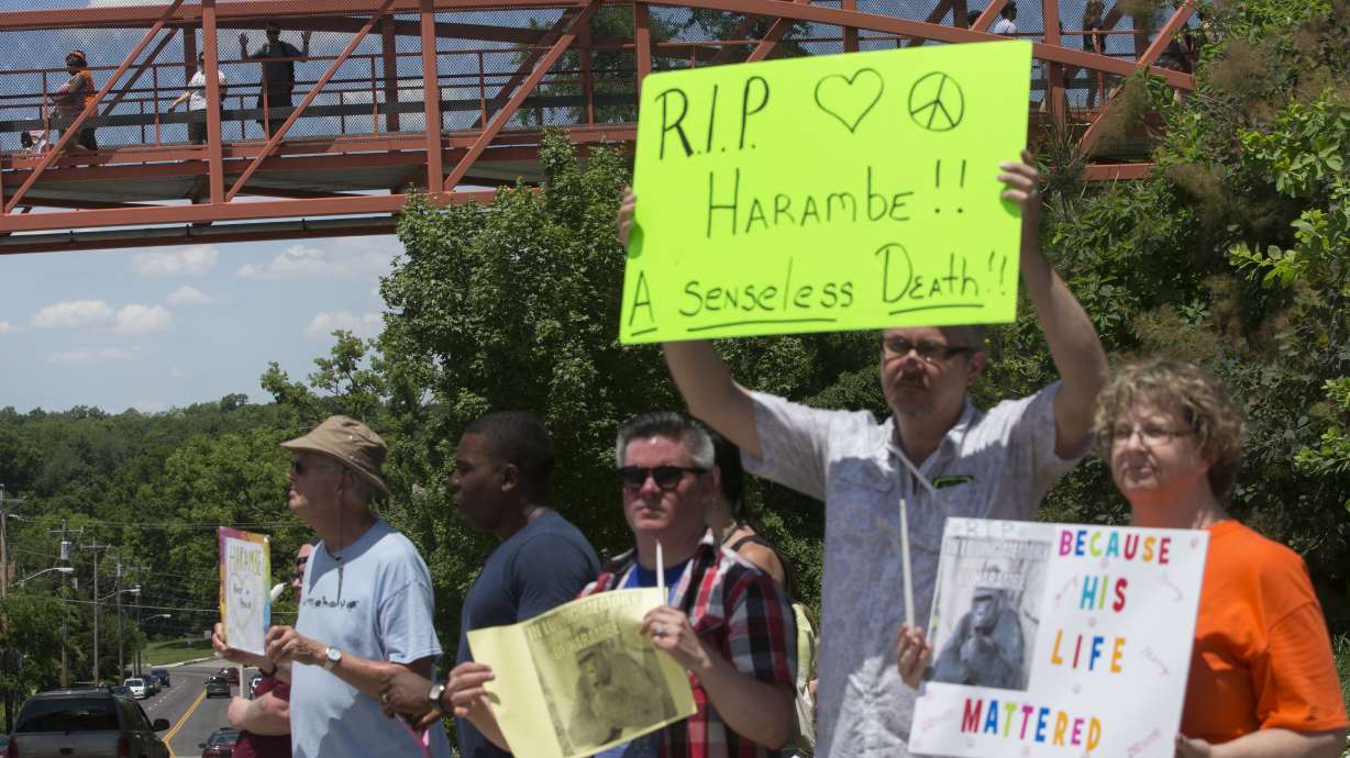 Cincinnati Zoo rejoins Twitter following controversy over gorilla's death