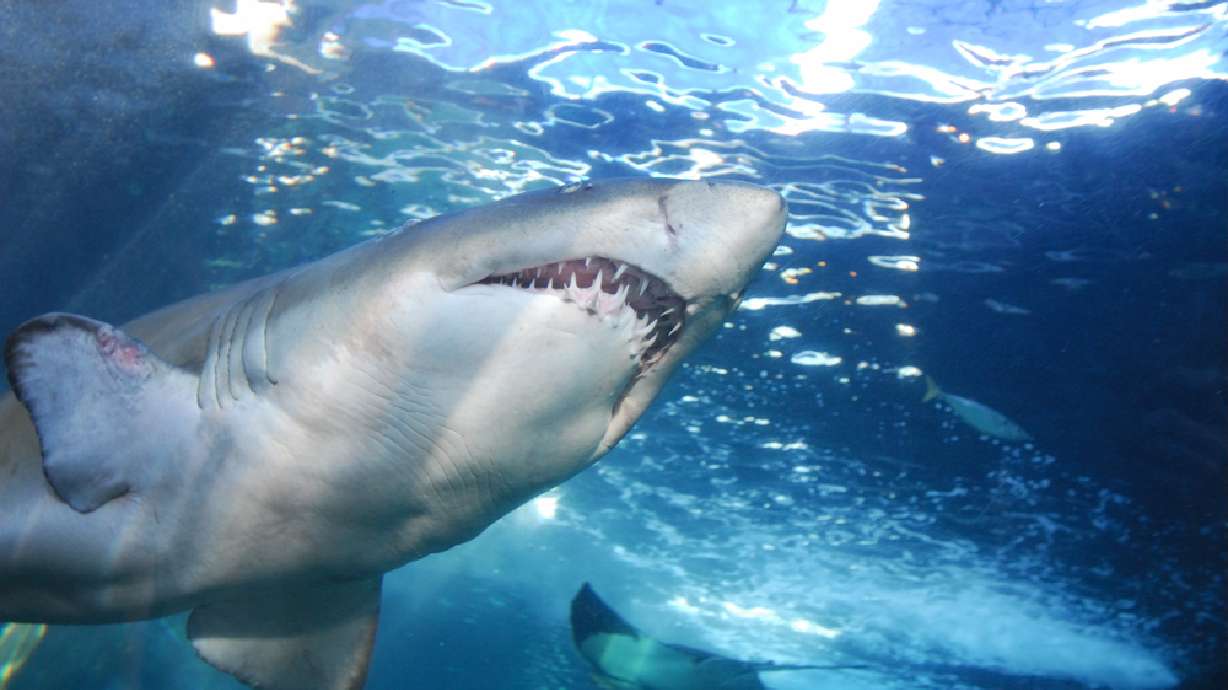 Shark kills 17-year-old surfer in southern Australia