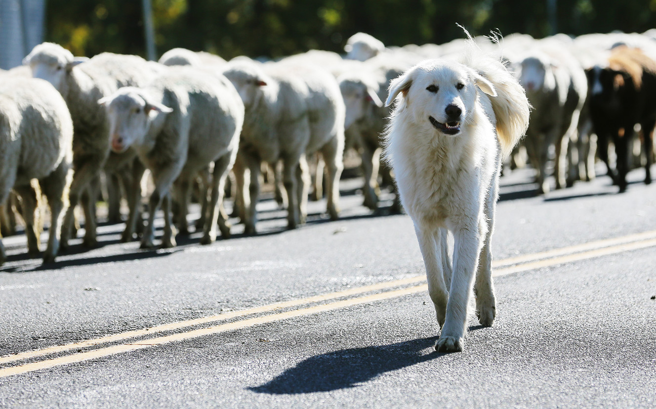 A herding dog walks to the side as sheepherders push their herd through Brigham City on Friday, Oct. 21, 2016. Photo: Scott G Winterton, Deseret News