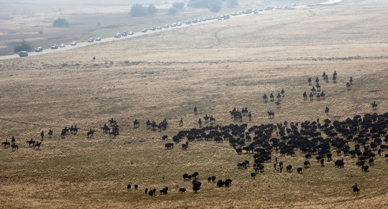 Vehicles track the movement of the bison herd along Antelope Island Road during the 30th annual bison roundup at Antelope Island State Park on Saturday, Oct. 22, 2016. Some 700 bison were corralled from the island's southern end to handling facilities at the north end, for health assessments and sale to reduce the size of the herd and maintain the island's ecosystem. (Photo: Nick Wagner, Deseret News)