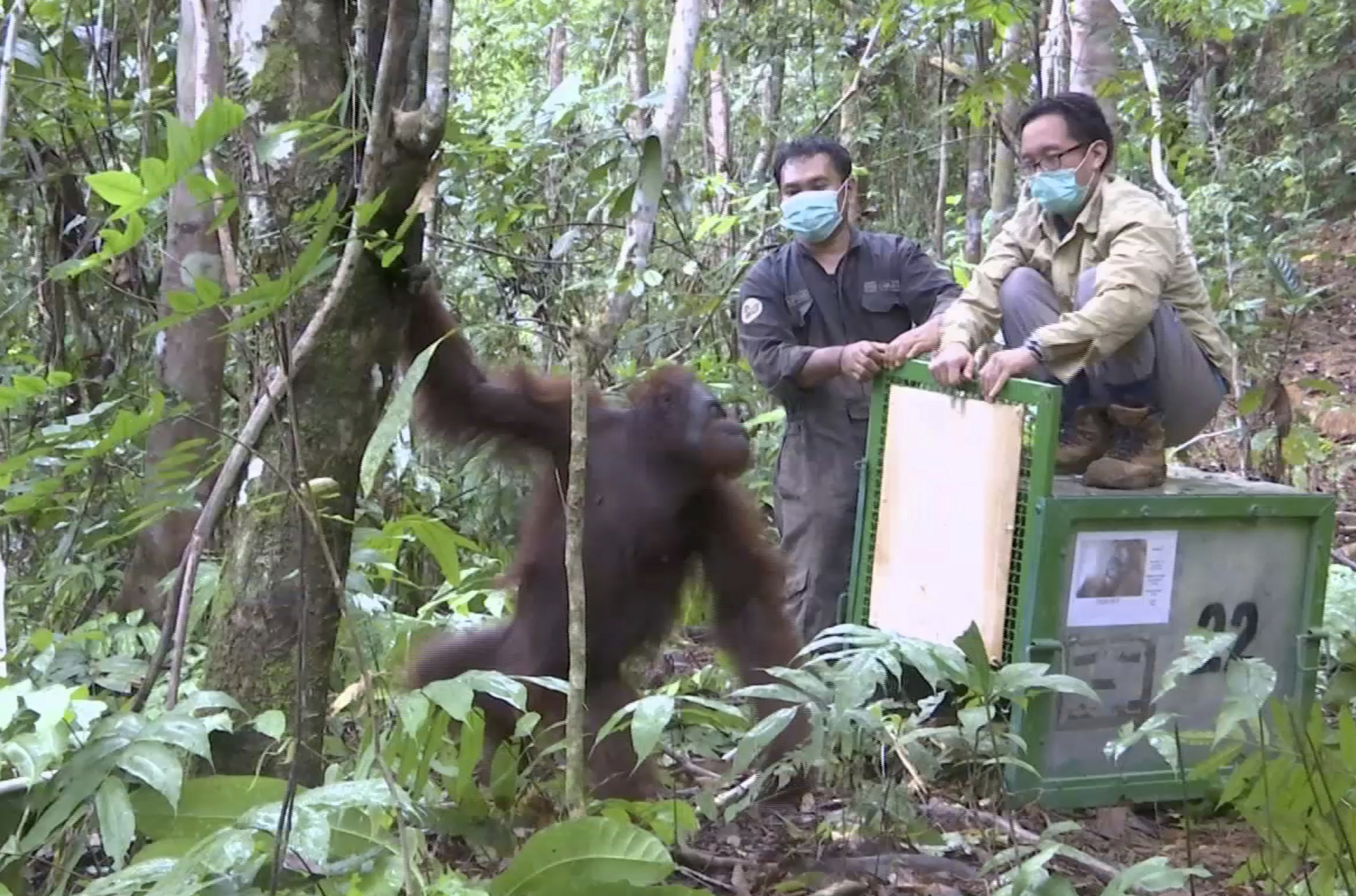 Rehabilitated orangutans freed in Borneo as species dwindles