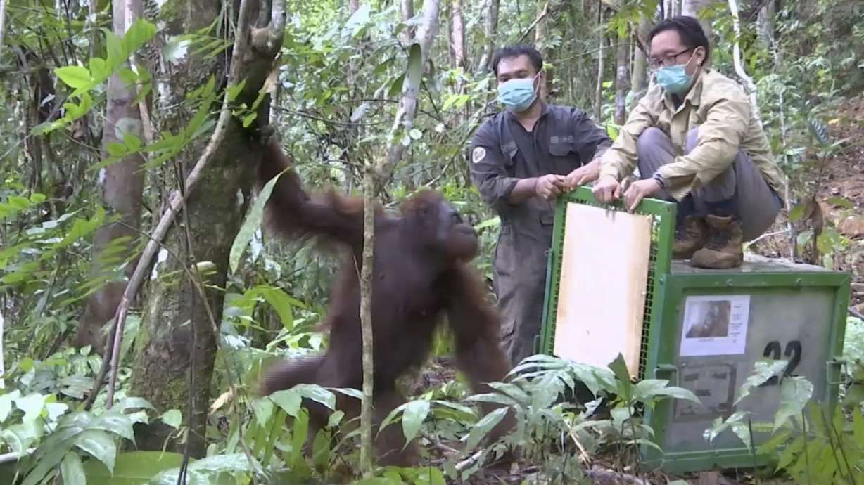 Rehabilitated orangutans freed in Borneo as species dwindles