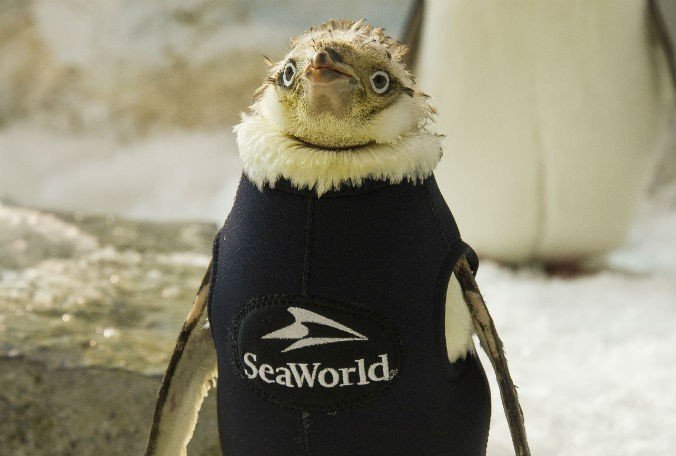 Penguin at SeaWorld Orlando gets one-of-a-kind wetsuit