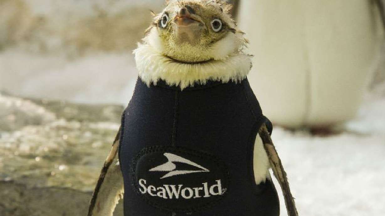 Penguin at SeaWorld Orlando gets one-of-a-kind wetsuit