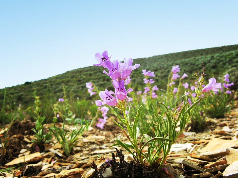 Federal court backs protections for rare Utah wildflowers