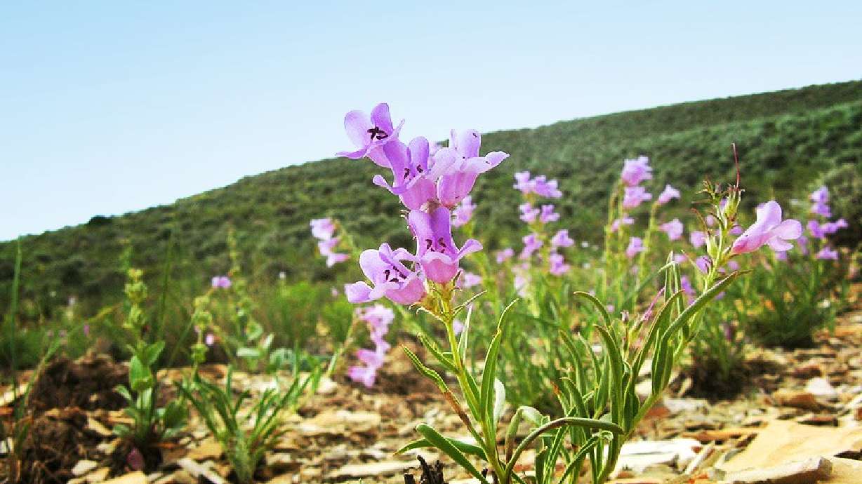 Federal court backs protections for rare Utah wildflowers