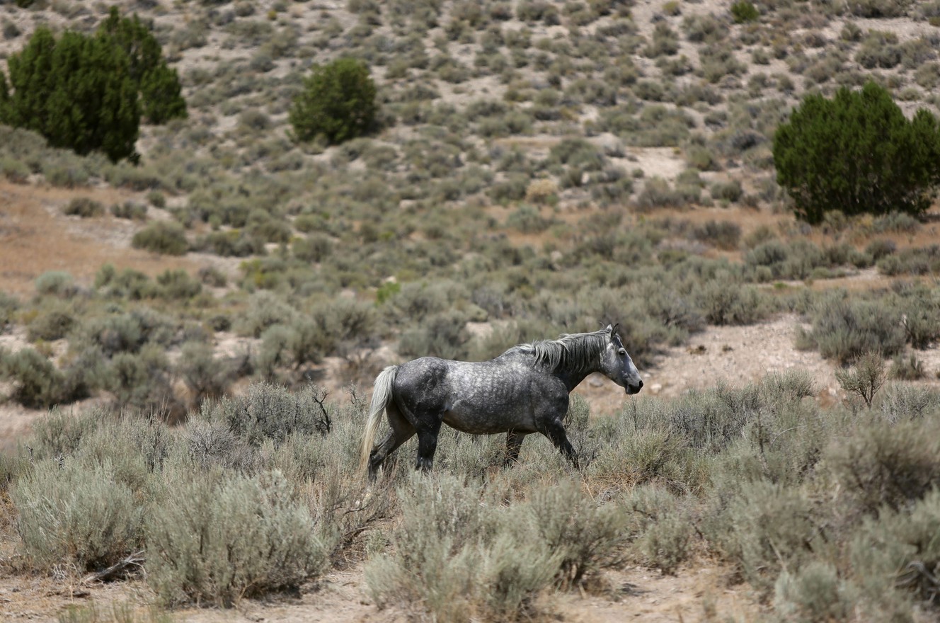 Report: BLM has no strategic plan for wild horses