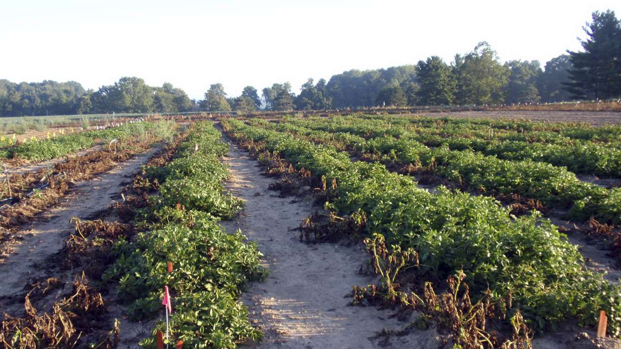 US approves 2 types of genetically engineered potatoes