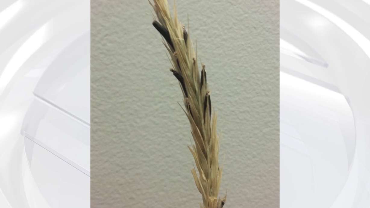 A Utah County family made a spooky discovery just before Halloween: a plant that has ties to the Salem witch trials. It's actually a fairly rare find in Utah, and it's now just one of a few ties that family has to that difficult time in history. (KSL TV)