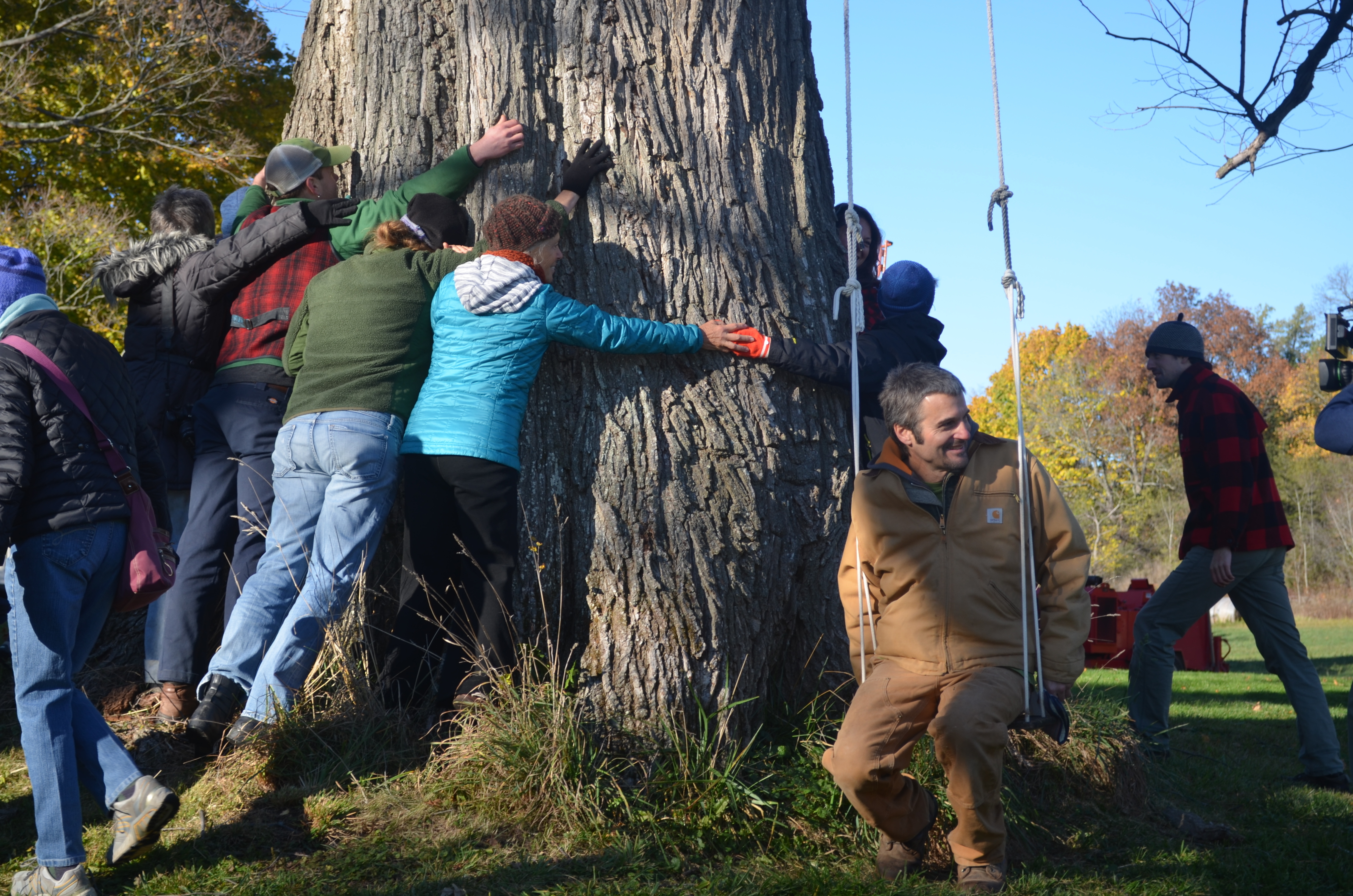 Venerable elm tree finally succumbs to Dutch elm disease