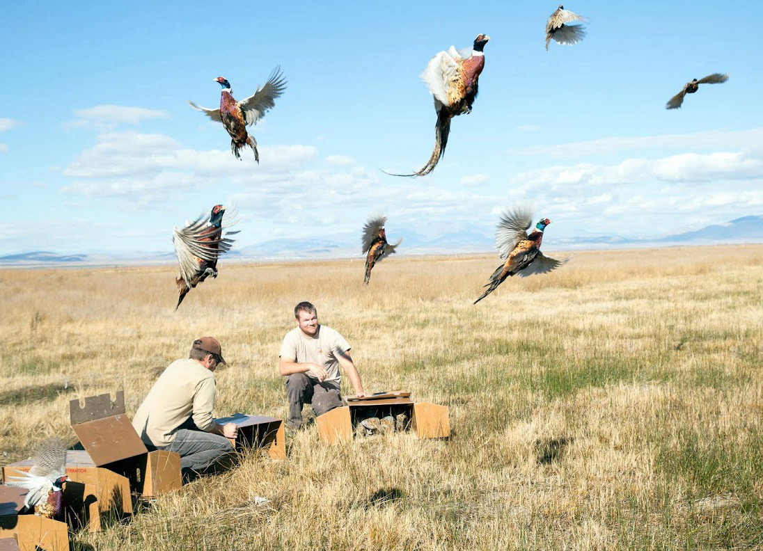 Want to get into hunting? Pheasants are perfect game for beginners
