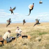 Want to get into hunting? Pheasants are perfect game for beginners