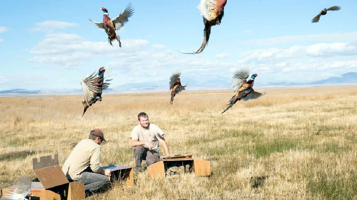Want to get into hunting? Pheasants are perfect game for beginners