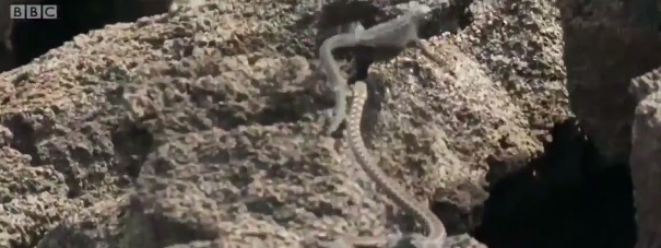 Have You Seen This? Amazing video of snakes chasing baby iguana