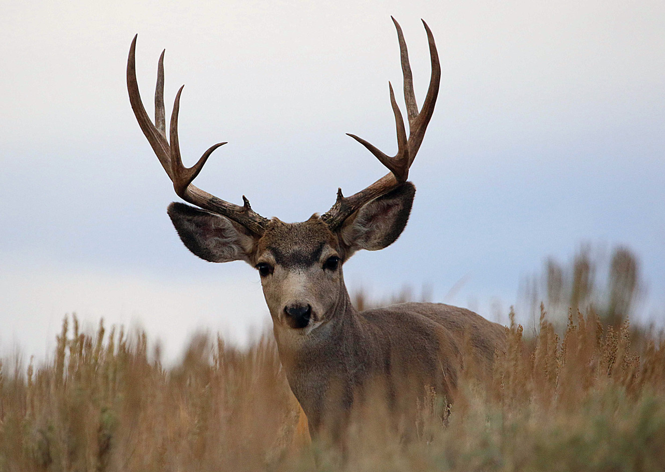DWR proposes new big game hunts for 2017