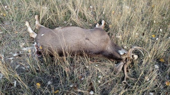 DWR seeks information in connection with 5 poaching cases