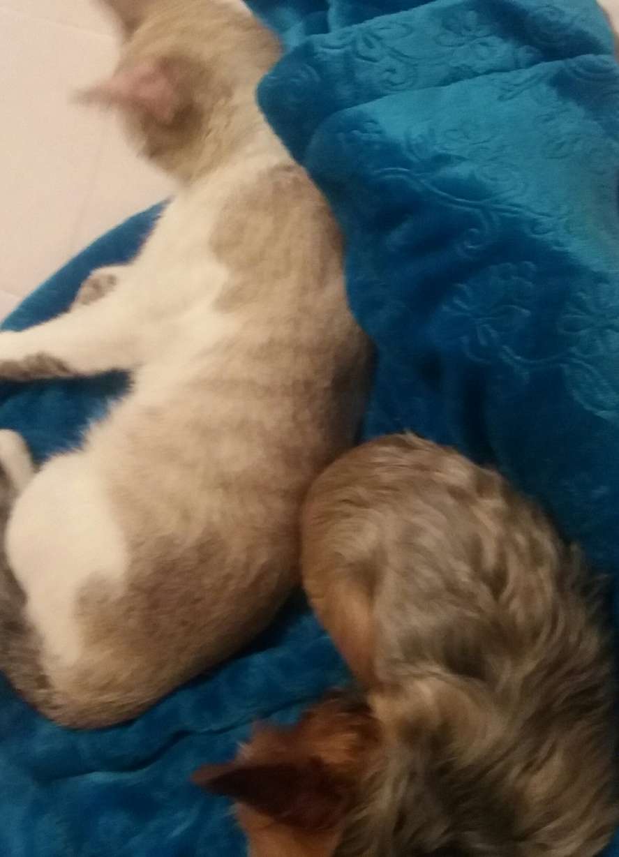 Chewy and the Limburg's pet cat (Photo Courtesy: Nancy Limburg)