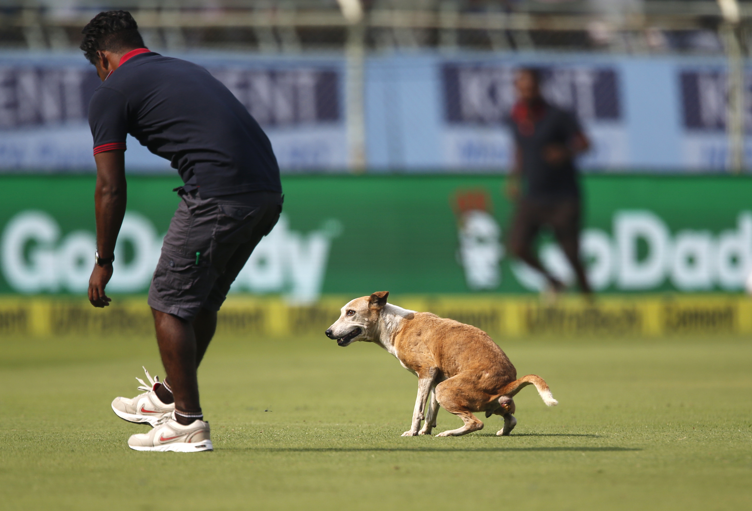 Dog stops play in cricket match between India and England